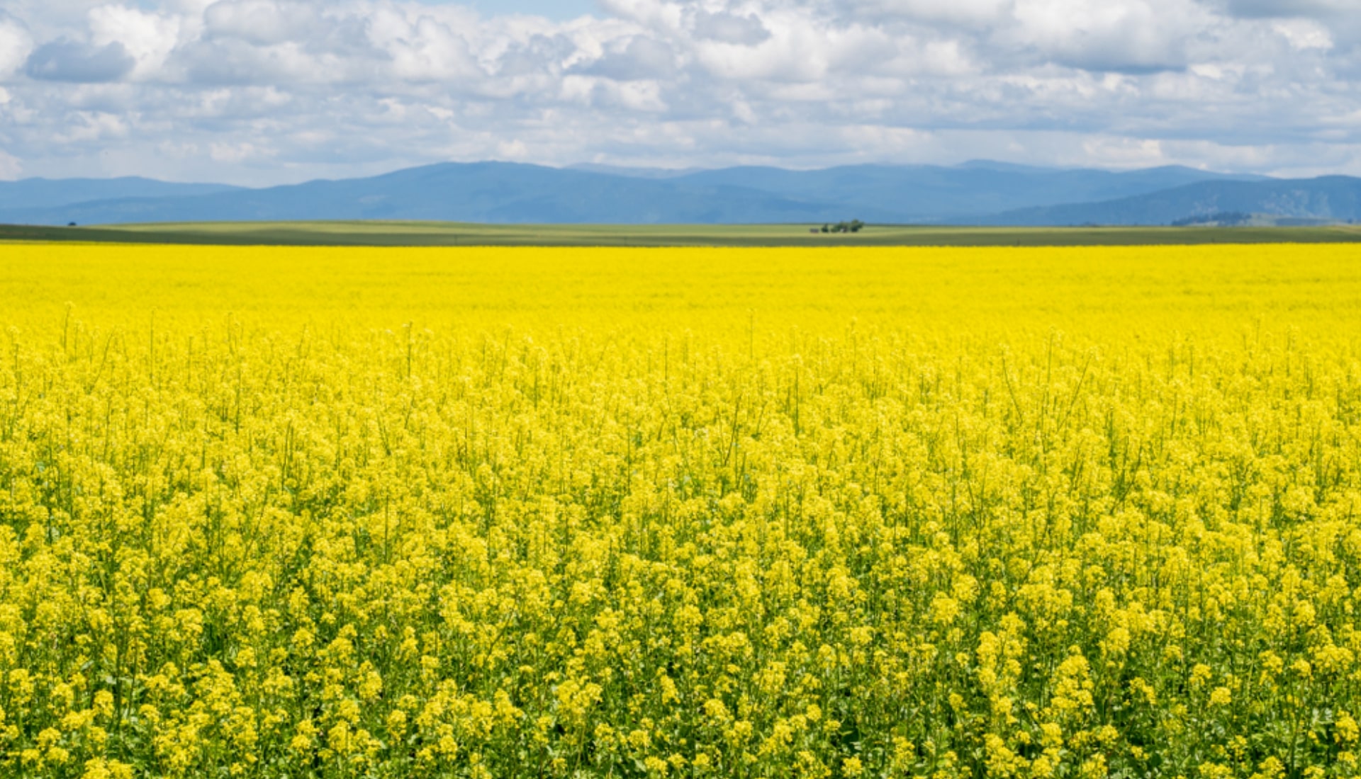 Mustard Kachi Ghani Oil